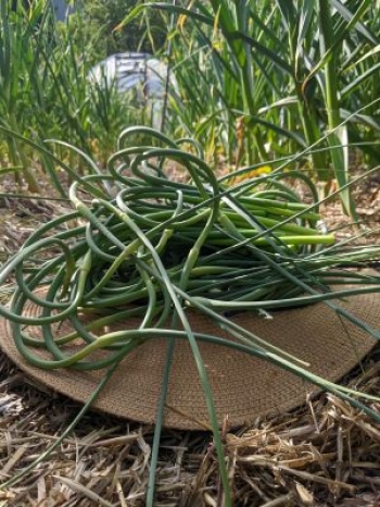 Bindweed Farm