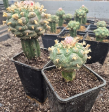 Kootenay Peyote